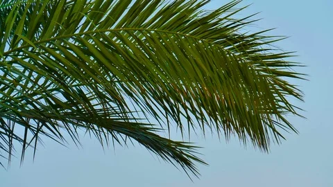 Branches of palm trees against the sky. Video stock 80212335