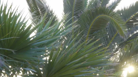 Branches of palm trees against the sky. Palm branch background Stock Footage 90235946