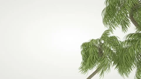Branches of palm trees against white background. 動画素材 100923042
