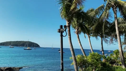 Branches of palm trees are developed by strong wind. Dense greenery of coconut 動画素材 164941849
