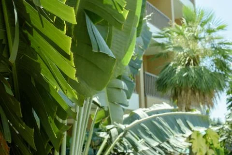 Branches of palm trees on the background of the facade of the hotel. Foto stock
