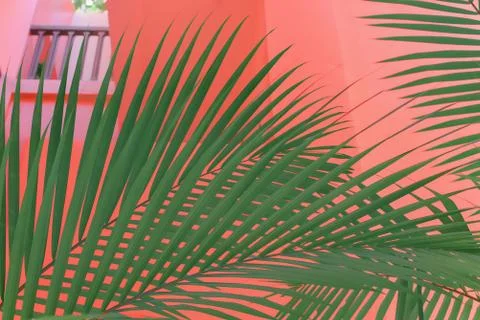 Branches of palm trees on the background of the facade of the hotel. Foto stock