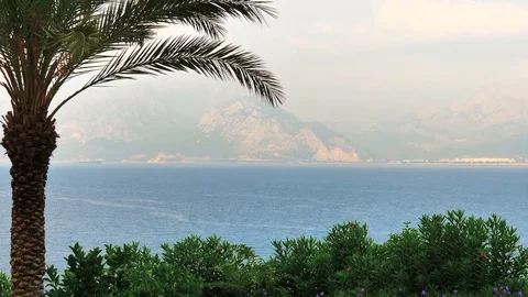 Branches of palm trees on the background of the sea and mountains. Stock-Footage 80211252