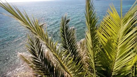 Branches of palm trees on the coast of the Adriatic Sea Stock Footage 306574021