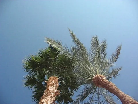 Branches of palm trees Video stock 323756