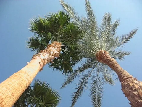 Branches of palm trees Video stock 323782