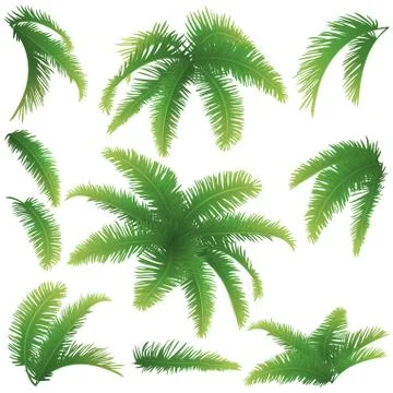 Branches of palm trees Stock Illustration