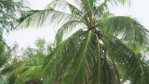 Branches of palm trees sway in wind in rainforest Stock Footage 301420536
