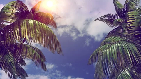 Branches of palm trees swaying in the wind Stock Footage 90263944