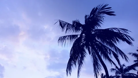Branches of palm trees swing against the blue sky.  2020 color. Stock Footage 121518233