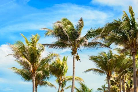 Branches of palms under blue sky. Cuba, Varadero Stock Photos