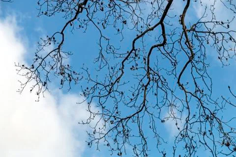 Branches Patterns and Textures Against Blue Cloudy Sky Stock Photos