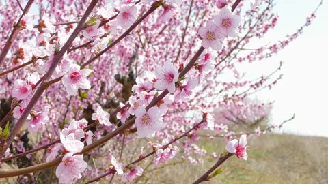 Branches with peach blossoms swing in the wind. Stock Footage 99719209