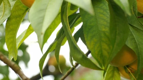 Branches of peach tree with fruits Stockbeeldmateriaal 70376508