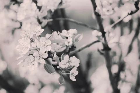 Branches with pear blossoms Stock Photos