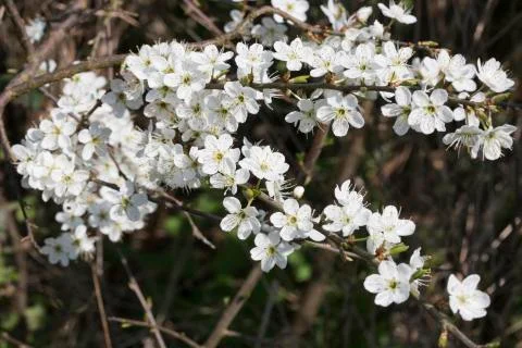 Branches of pear blossoms Stock Photos
