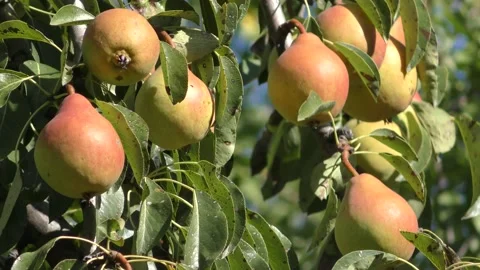 Branches of a pear with a huge amount of ripe fruits and green leaves against Stock Footage 138353015
