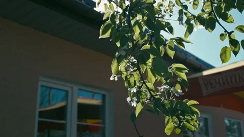 Branches of pear tree with sun Stock Footage 89482997