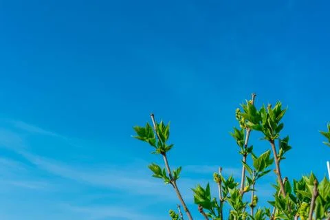 Branches of a pear tree with young green leaves against the blue sky in the c Stock Photos