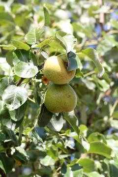 Branches of Pears Foto stock