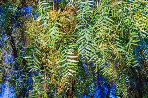 Branches of a pepper tree, bottom view Stock Photos