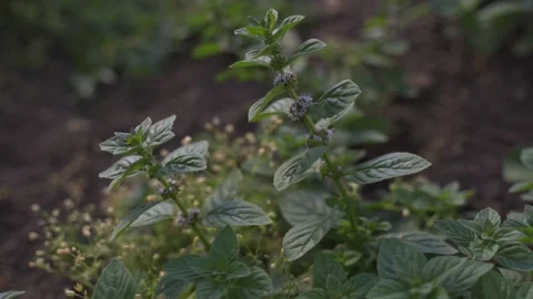 Branches of peppermint growing in the ground, developing in the wind. Spice for Stockbeeldmateriaal 243405011