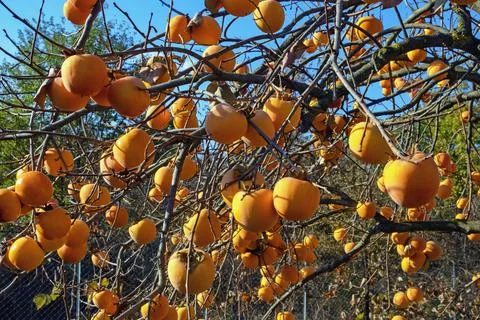 Branches of  persimmon tree with ripe fruit in autumn garden Stock Photos