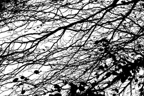 Branches Foto stock