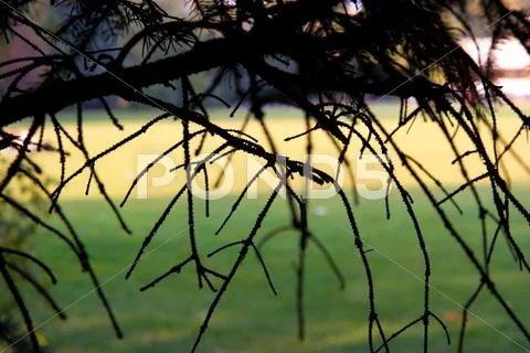 Branches Stock Photos