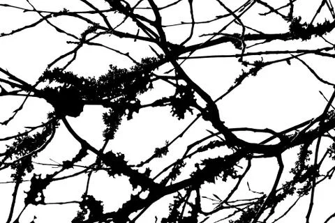 Branches Stock Photos