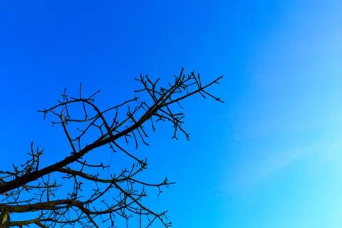 Branches Stock Photos