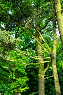 Branches Stock Photos