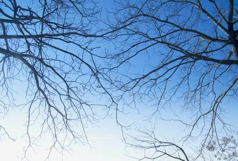 Branches Stock Photos