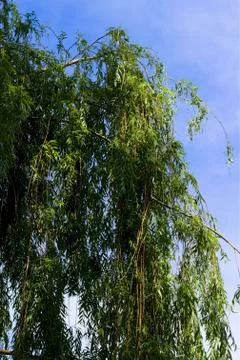 Branches Stock Photos