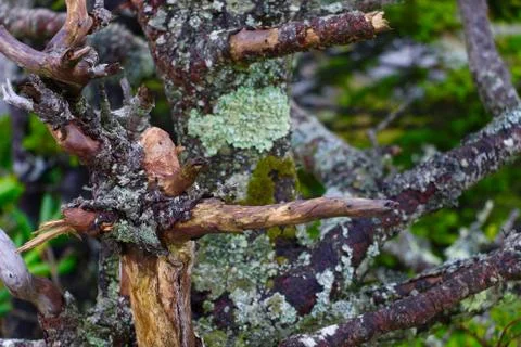 Branches Stock Photos