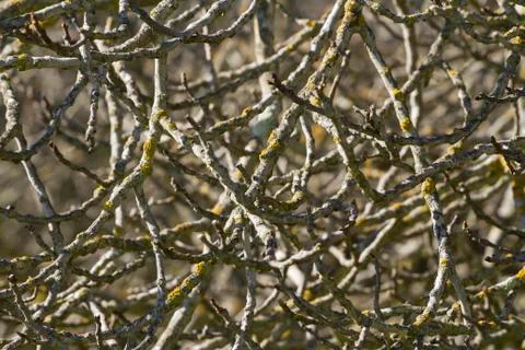 Branches Stock Photos