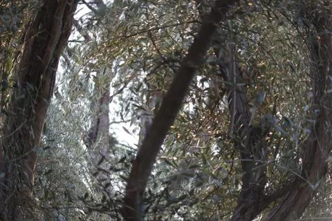 Branches 스톡 사진