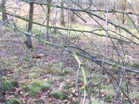 Branches Stock Photos