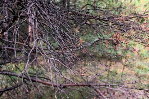 Branches Stock Photos