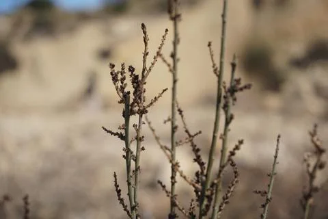 Branches Stock Photos