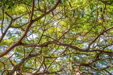 Branches Stock Photos