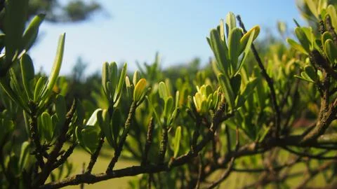 Branches Stock Photos