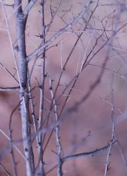 Branches Stock Photos