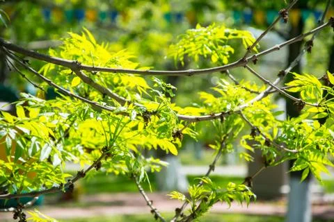 Branches Stock Photos