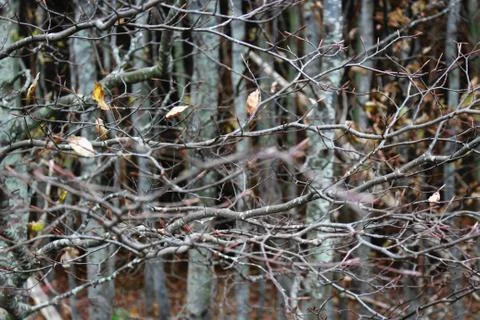 Branches Stock Photos