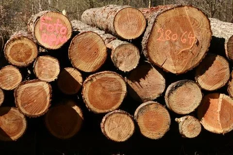 Branches Stock Photos