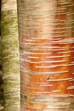 Branches Stock Photos