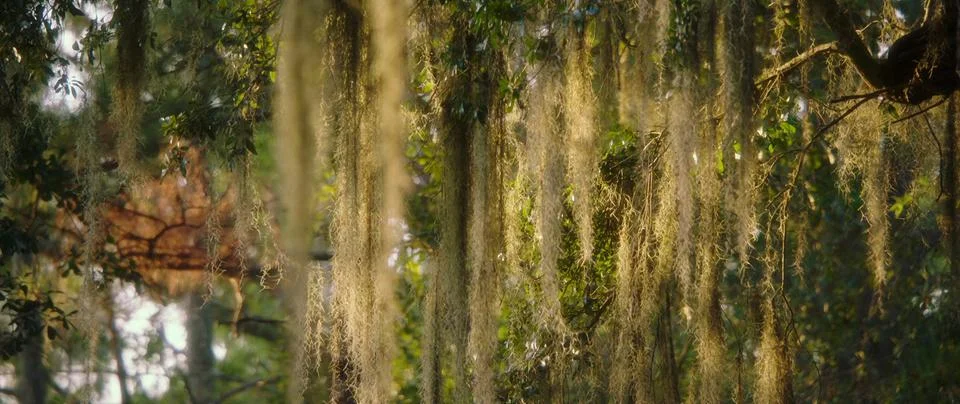 Branches Stock Photos