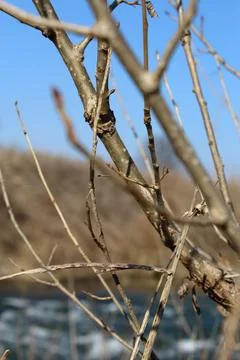 Branches Stock-Fotos