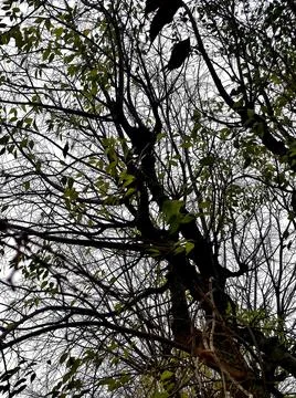 Branches Stock Photos